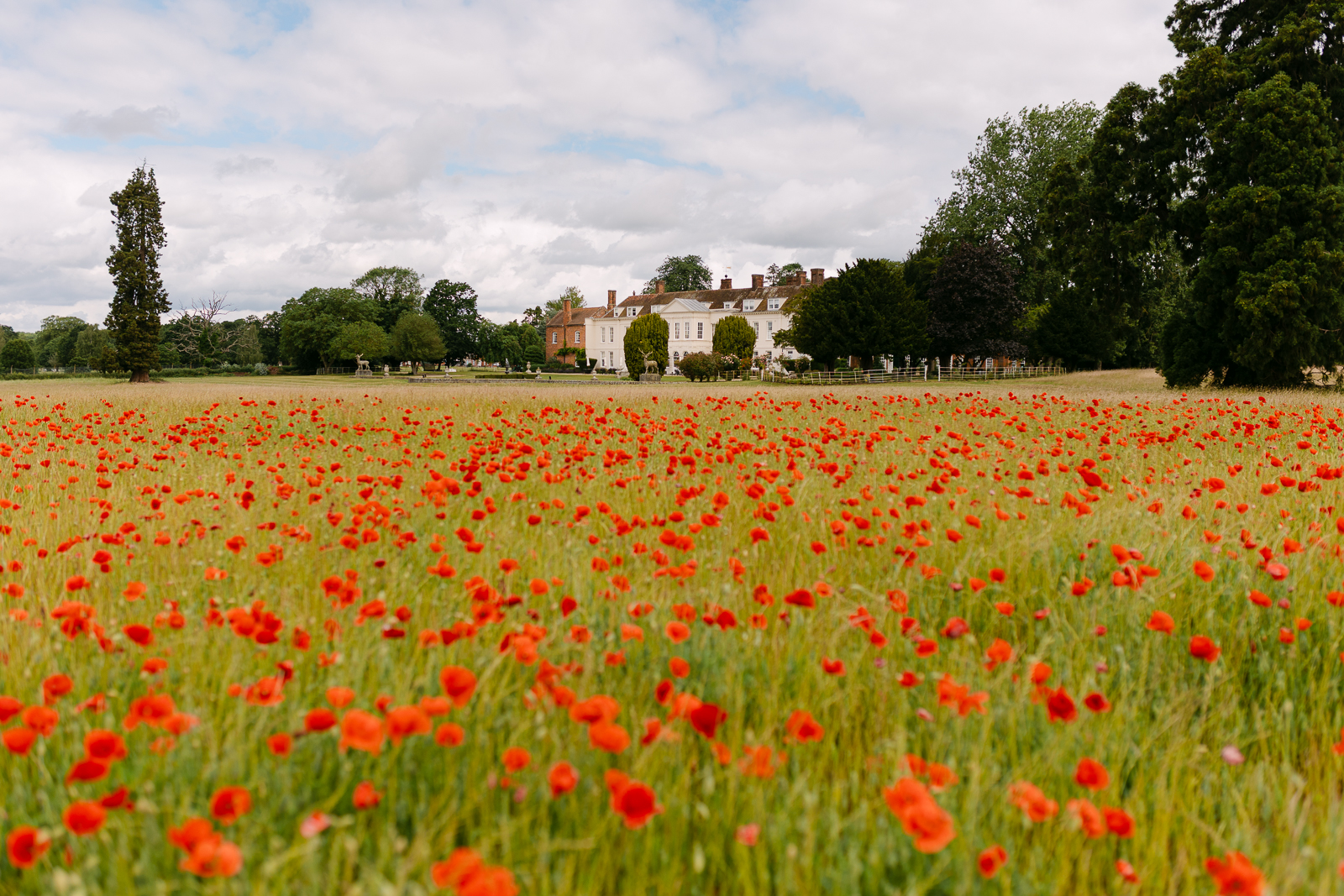 Red poppies in bloom in front of Gosfield Hall during a June wedding